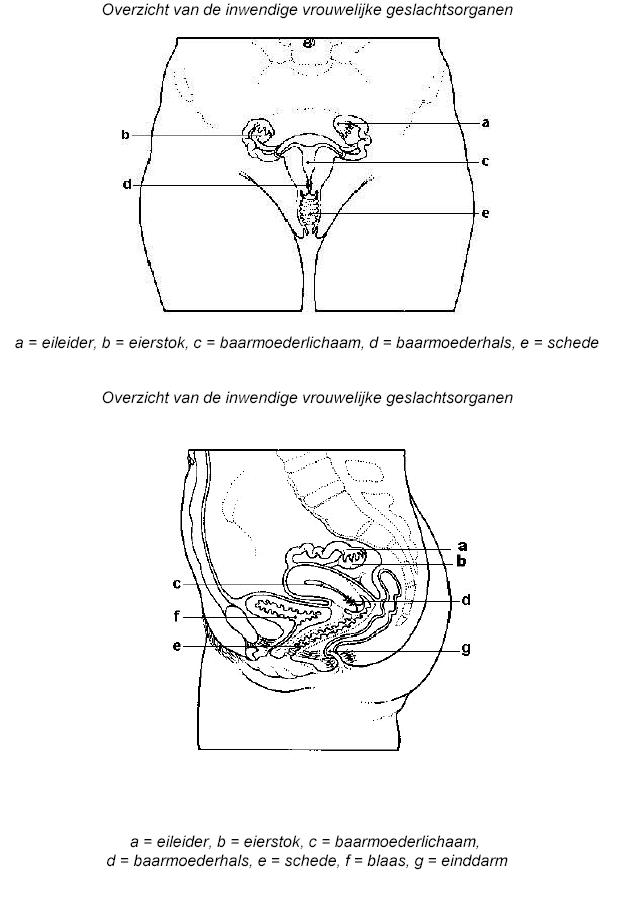 GYN000 A.png