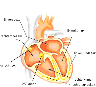 Het hart.jpg