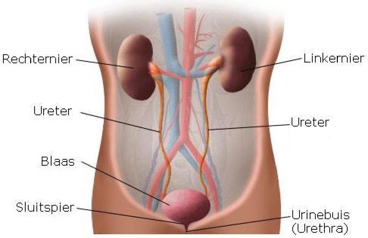 URO038 A.png