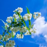 Openingstijden Koningsdag