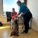 Zo maken labradoodles een verschil voor zieke mensen: ‘Je maakt mijn hele dag weer goed’