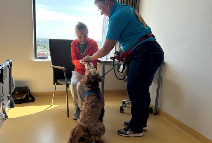 Zo maken labradoodles een verschil voor zieke mensen: ‘Je maakt mijn hele dag weer goed’